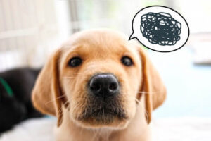 My dog ​​keeps having toilet accidents. 3 reasons and solutions